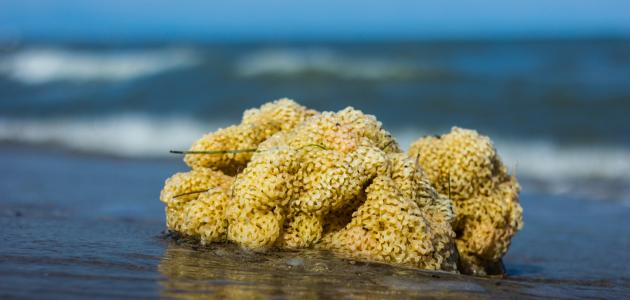 ما هو إسفنج البحر؟ ما هو إسفنج البحر؟