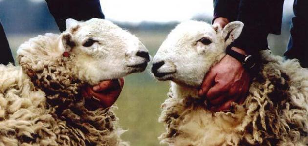 ما هو الاستنساخ