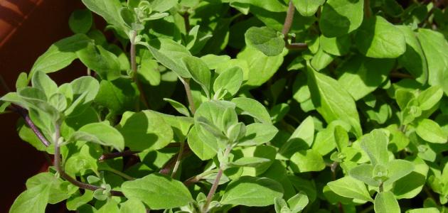 ما هو البردقوش ما هو البردقوش