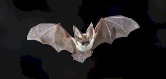 ما هو الخفاش