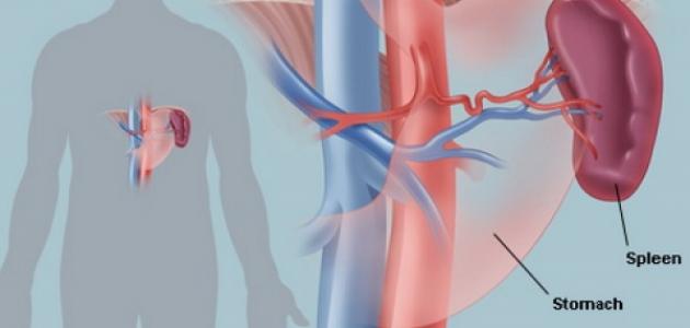 ما هو الطحال ما هو الطحال