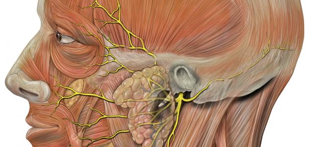 ما هو العصب السابع ما هو العصب السابع
