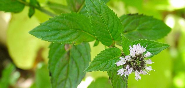 ما هو النعناع الفلفلي ما هو النعناع الفلفلي