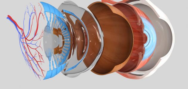 ما هو انفصال الشبكية ما هو انفصال الشبكية