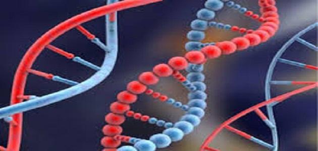ما هو تحليل الجينات الوراثية