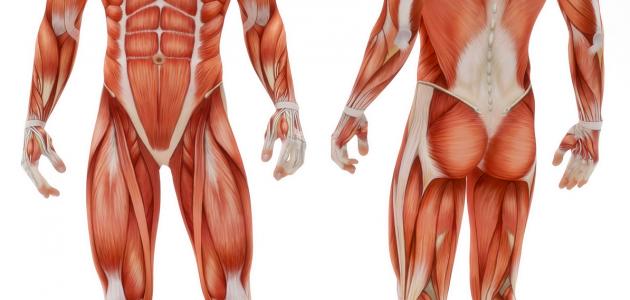 ما هو جسم الإنسان ما هو جسم الإنسان