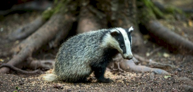ما هو حيوان الغرير ما هو حيوان الغرير