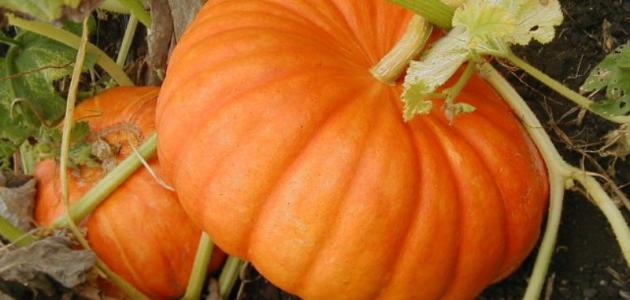 ما هو شجر اليقطين