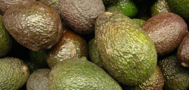ما هو طعم الافوكادو ما هو طعم الافوكادو