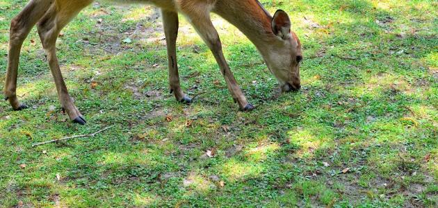 ما هو غذاء الغزال ما هو غذاء الغزال