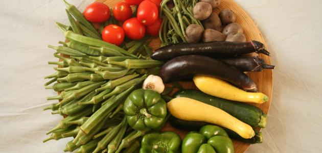 ما هو غذاء النباتات ما هو غذاء النباتات