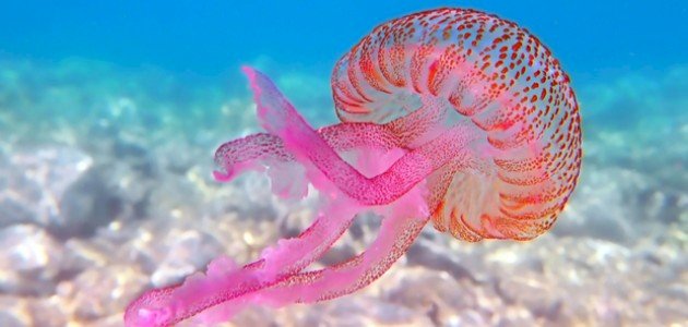 ما هو قنديل البحر ما هو قنديل البحر