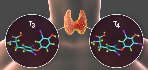 ما هو نشاط الغدة الدرقية ما هو نشاط الغدة الدرقية