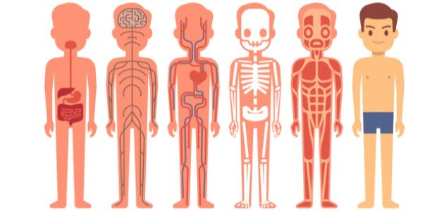 ما هي أجهزة جسم الإنسان ما هي أجهزة جسم الإنسان