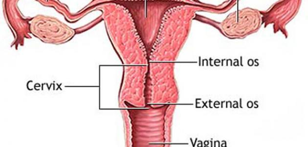 ما هي أسباب قرحة عنق الرحم