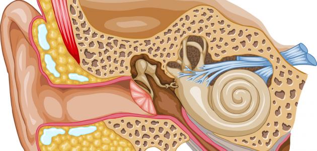 ما هي أصغر عظمة في جسم الإنسان ما هي أصغر عظمة في جسم الإنسان