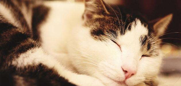 ما هي أمراض القطط ما هي أمراض القطط