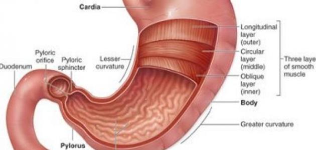 ما هي أمراض المعدة
