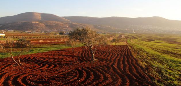 ما هي أهم سهول فلسطين