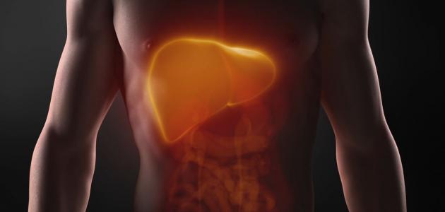 ما هي إنزيمات الكبد ما هي إنزيمات الكبد