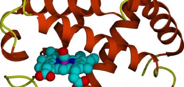 ما هي الإنزيمات ما هي الإنزيمات