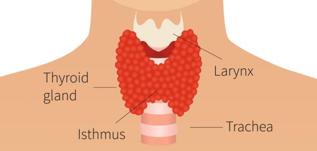 ما هي الغدة الدرقية