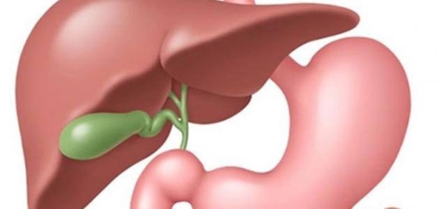 ما هي المرارة ما هي المرارة