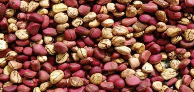 ما هي ثمار القورو