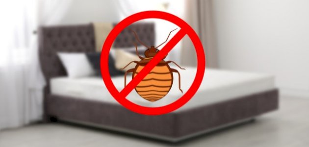 ما هي حشرة البق ما هي حشرة البق