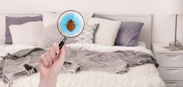 ما هي حشرة العتة