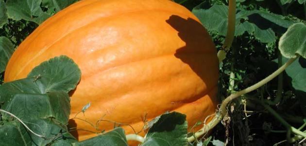 ما هي شجرة اليقطين