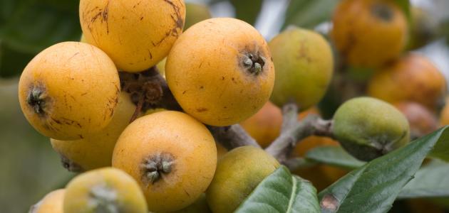 ما هي فوائد الأسكدنيا ما هي فوائد الأسكدنيا