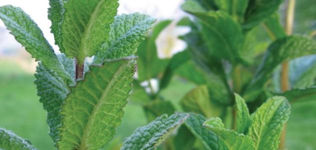 ما هي فوائد النعناع للشعر ما هي فوائد النعناع للشعر