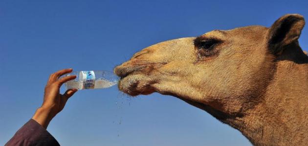 ما هي فوائد بول الإبل ما هي فوائد بول الإبل