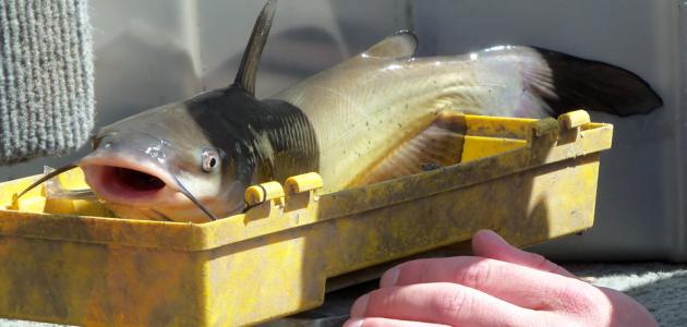 ما هي فوائد سمك الجري ما هي فوائد سمك الجري