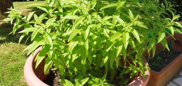 ما هي فوائد عشبة اللويزة ما هي فوائد عشبة اللويزة