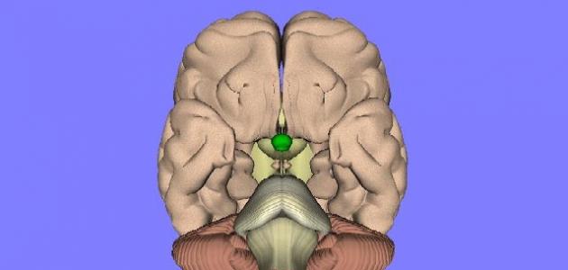 ما هي وظيفة الغدة النخامية