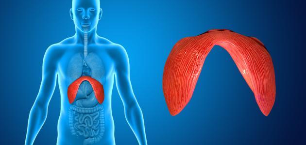 ما وظيفة الحجاب الحاجز ما وظيفة الحجاب الحاجز