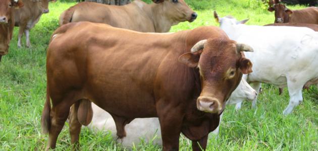 متى يتم ذبح الأضحية متى يتم ذبح الأضحية