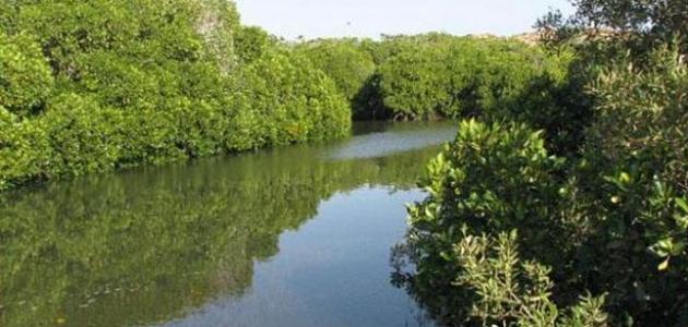 محمية جزر فرسان