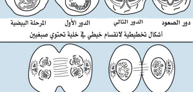 مراحل انقسام الخلية مراحل انقسام الخلية