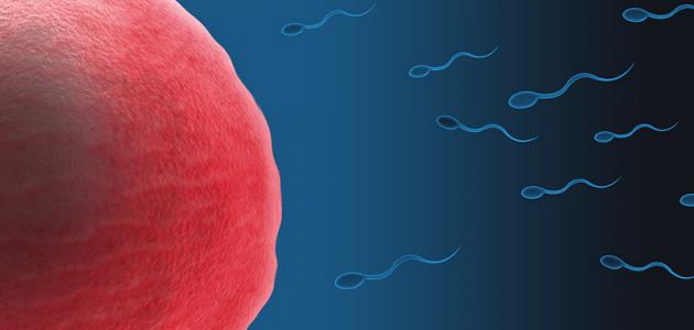 مراحل تشكل الأمشاج الذكرية والأنثوية