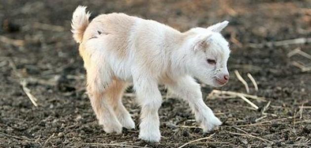 مراحل حمل الماعز مراحل حمل الماعز