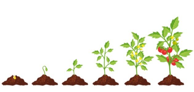 مراحل دورة حياة النبات مراحل دورة حياة النبات