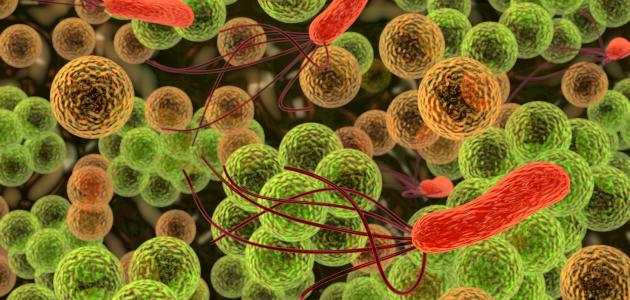 مرض البلهارسيا مرض البلهارسيا