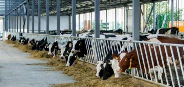 مسائل فقهية في زكاة بهيمة الأنعام مسائل فقهية في زكاة بهيمة الأنعام