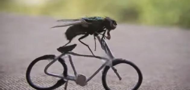 معلومات ثقافية عامة معلومات ثقافية عامة