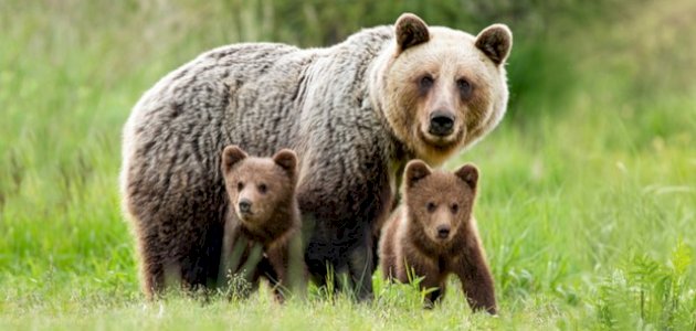 معلومات عن أنثى الدب