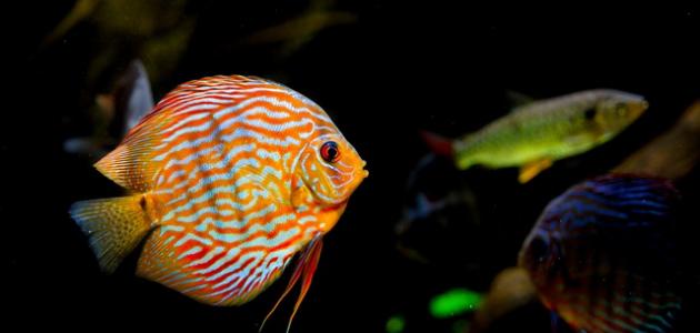 معلومات عن أنواع الأسماك