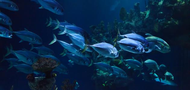 معلومات عن الأسماك اللافكية معلومات عن الأسماك اللافكية